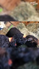 Unlikely BFFs! Whoodle & Sheep Share Lunchtime Cuddle