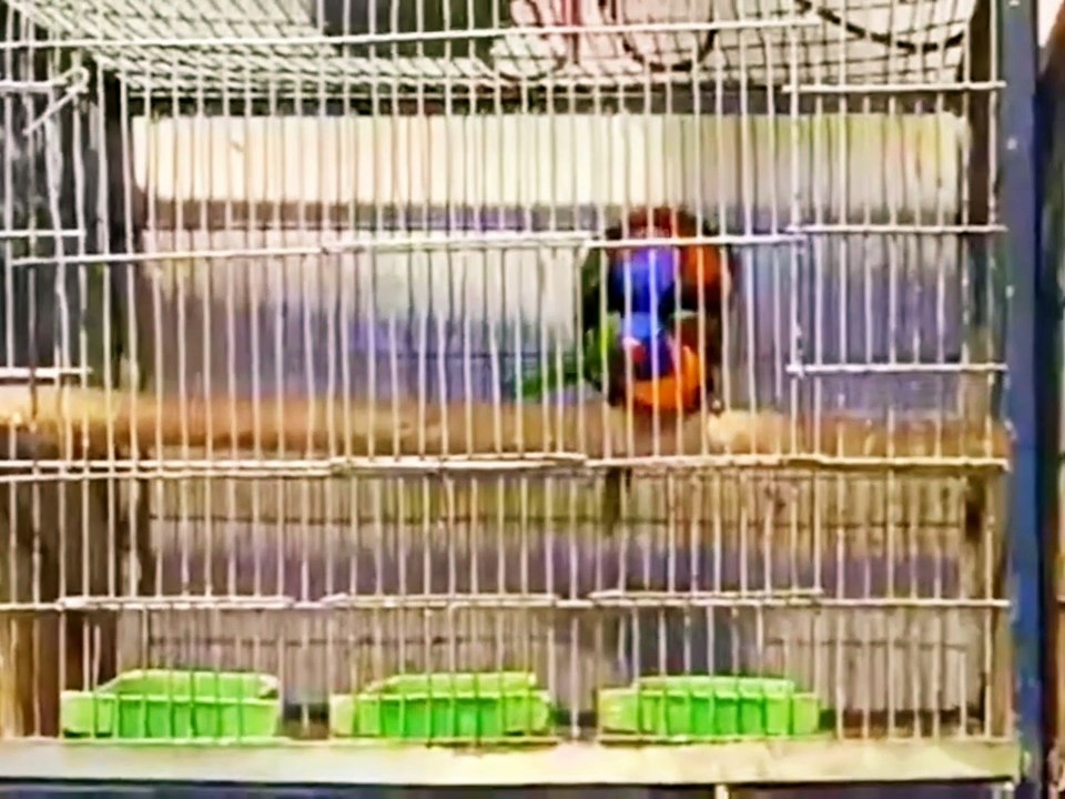 LORIKEET(LORIINI) MATING