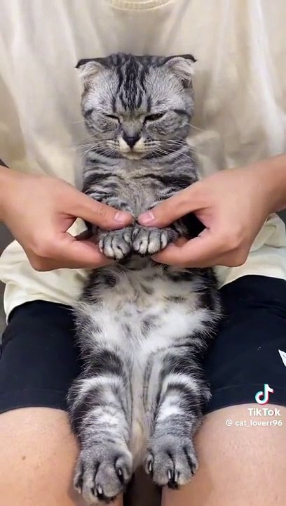 Cat Dance