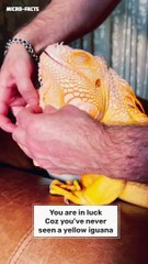 Yellow iguana