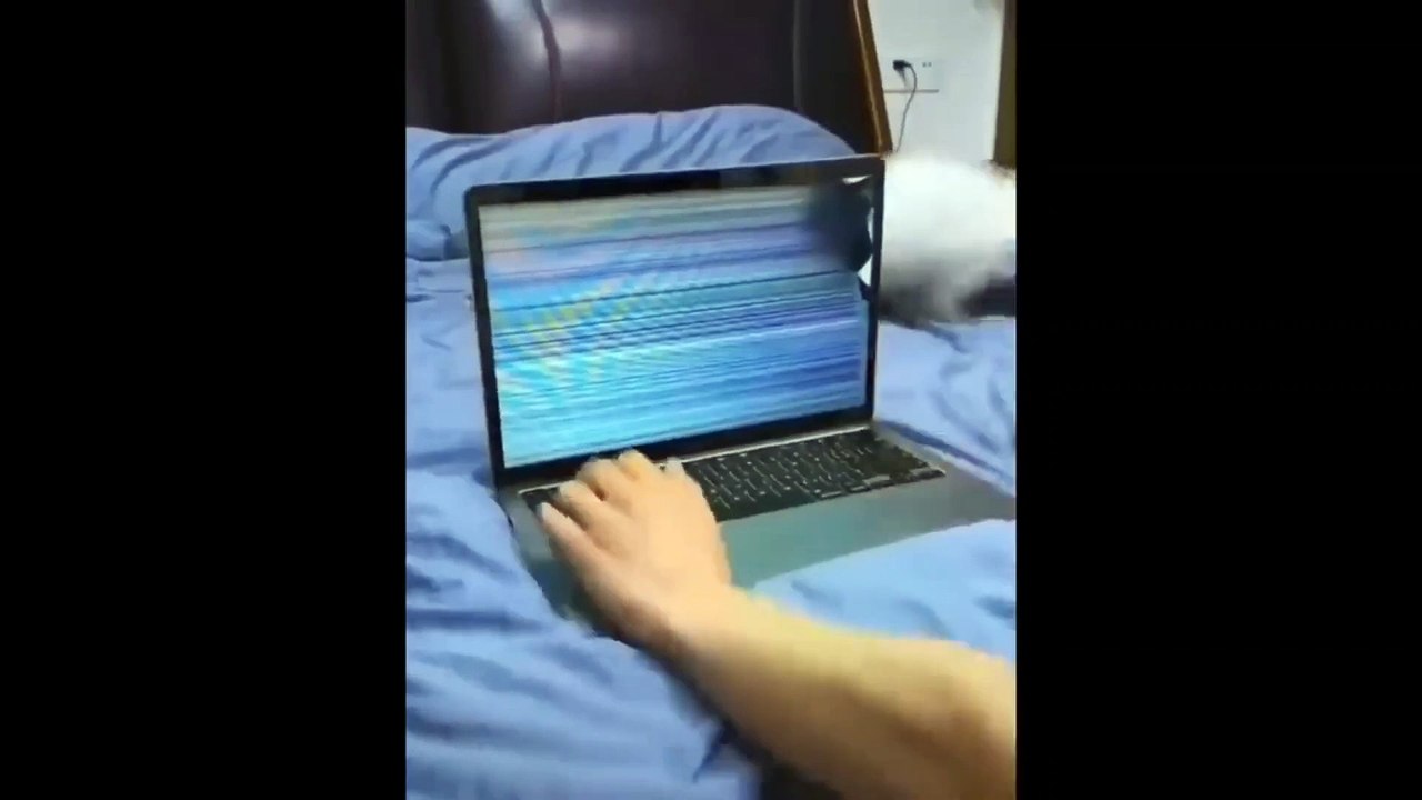 Funniest Cats - Best Of The 2022 Funny Cat Videos  - Animal Gags