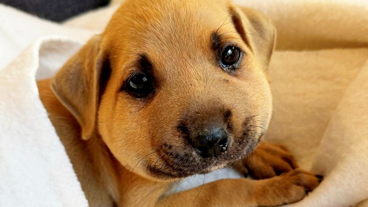Das Gesicht des Welpen ballonisiert sich, nachdem er von einer Hornisse gestochen wurde