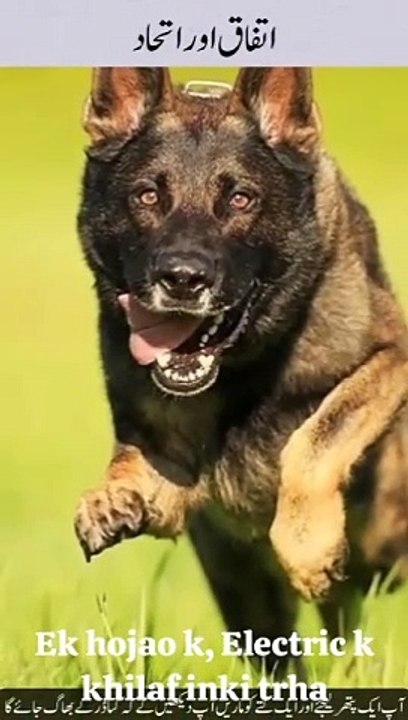 Itfaq or ithad