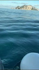 Il «Diavolo di mare» vola nelle acque di Punta Campanella