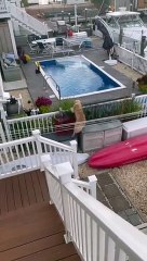 Furry Fun: Dog Play In The Water