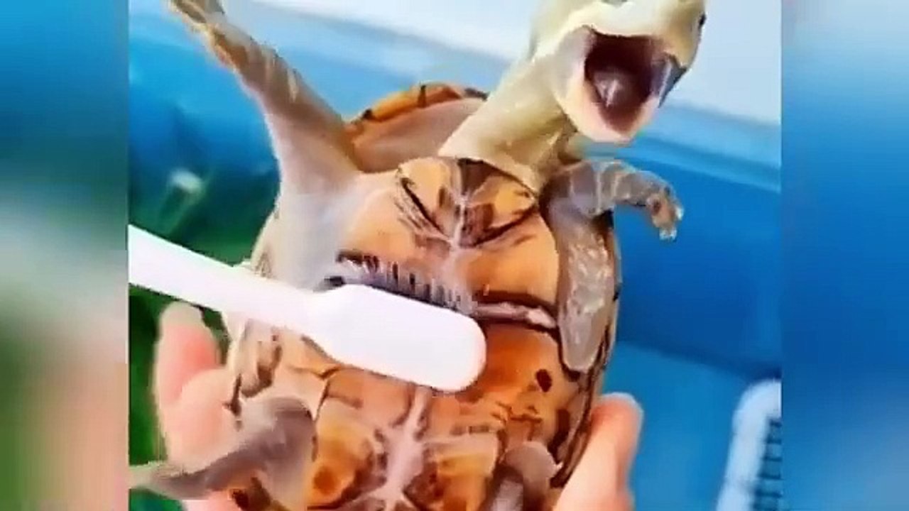 Fun #funny animals video