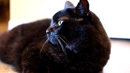 A Cat Walking Over The Piano Keyboard _4