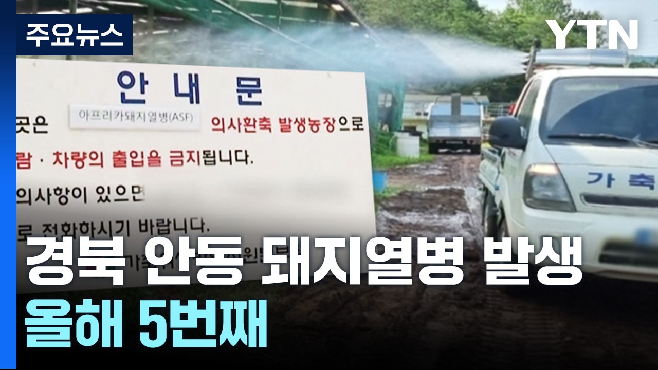 경북 안동 '아프리카돼지열병' 발생...올해 전국 5번째 / YTN