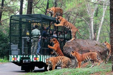 Afrika'nın safari macerası Endonezya'nın yemyeşil doğasında yaşanıyor