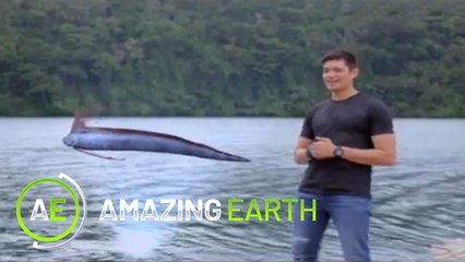 Amazing Earth: Can this fish predict earthquakes? (Online Exclusives)