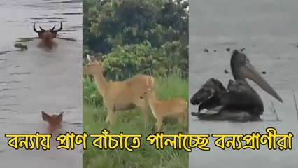 অসমে ভয়াবহ বন্যায় বিপন্ন কাজিরাঙা জাতীয় উদ্যান! প্রাণ বাঁচাতে পালাচ্ছে বন্যপ্রাণীরা
