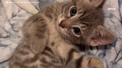 Un chaton est trouvé sur le parking d’une épicerie : le temps presse pour éviter une tragédie