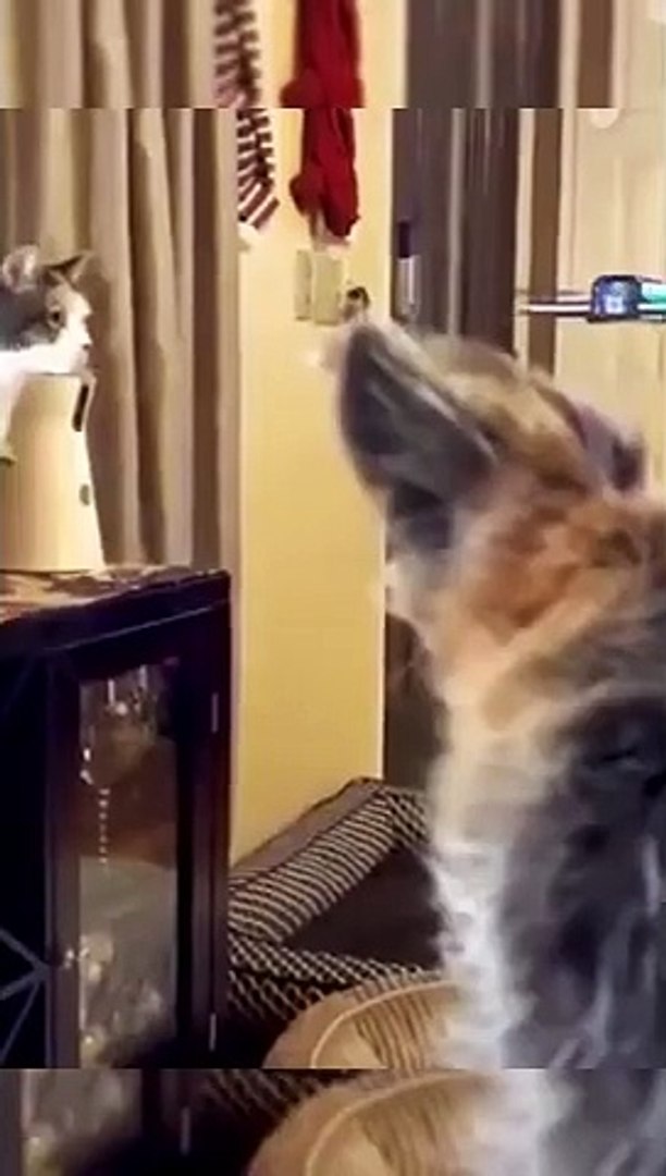 Funny animals Funny cats/ dogs Funny animal videos