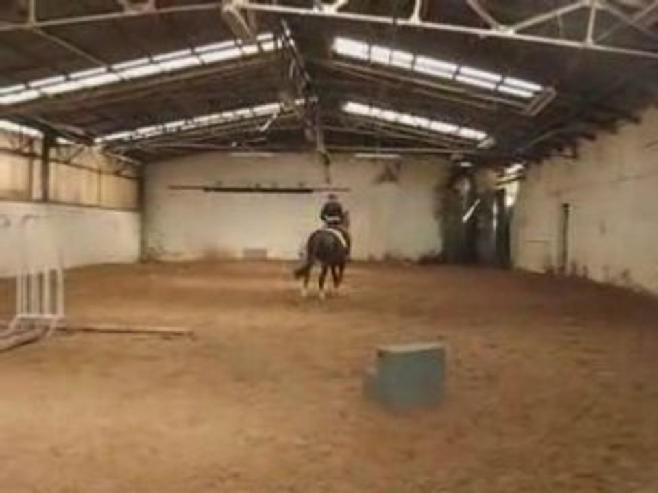 Faolo dressage trot