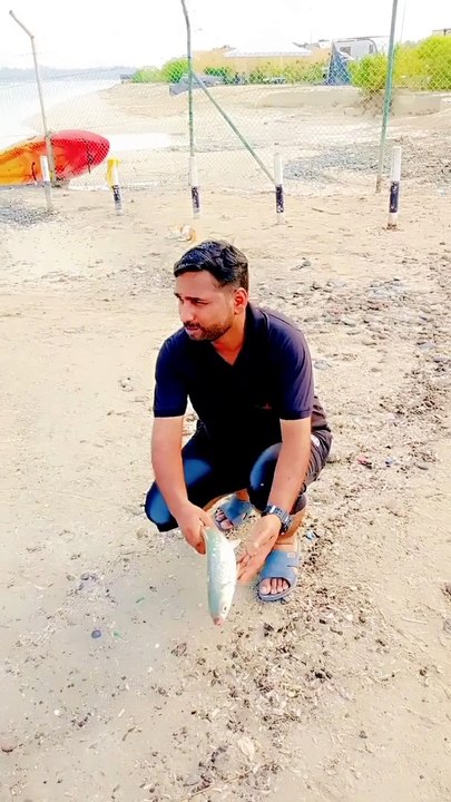 King fish 