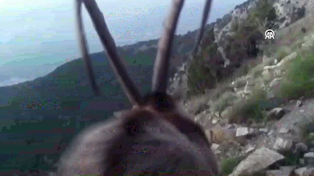 Denizli'de yaban hayvanları fotokapanla görüntülendi