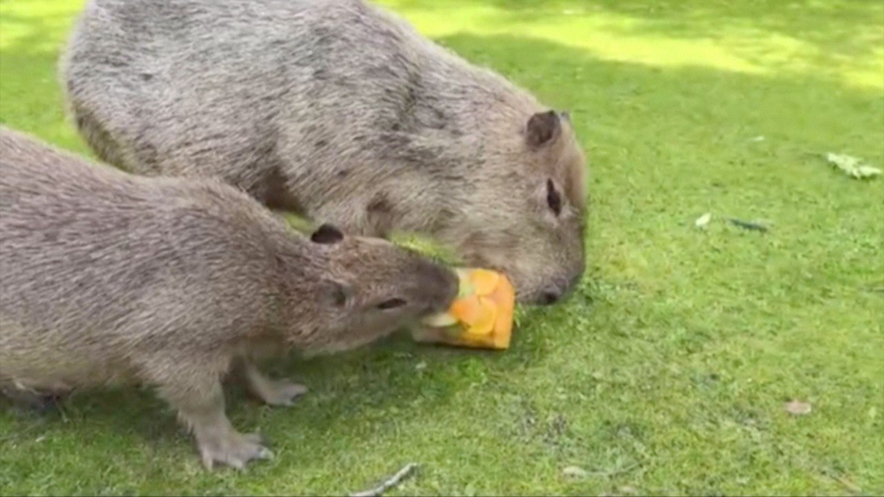 Footage Shows Capybaras Enjoying Icy Treats to Combat Heatwave