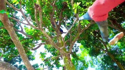 Shaktiman And Monkey Special Trending Funny Comedy Video 2024 Amazing Comedy Video 2024