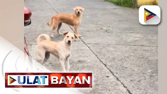 Video ng taguan ng fur mom at kaniyang mga alagang aso, kinagiliwan ng netizens