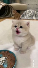 It's Eating Time, Don't Disturb Me