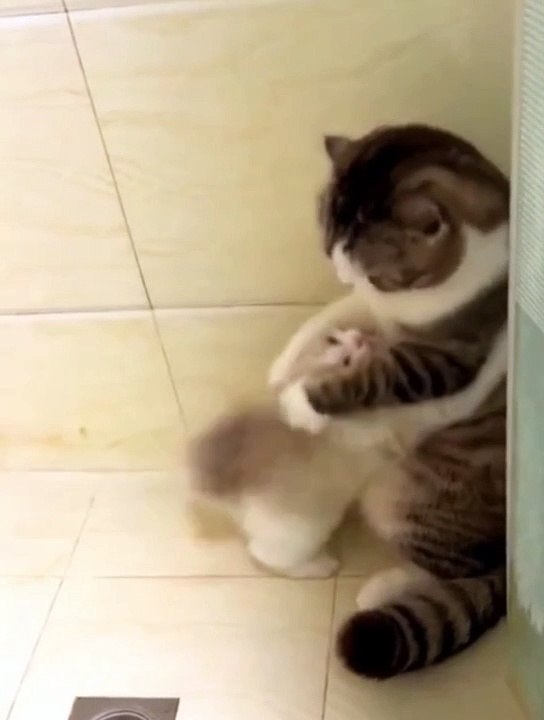 Loving cats