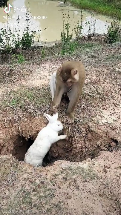Monkey rabbit