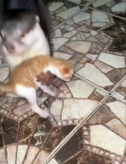 This otter helps this mother cat #cat #otter