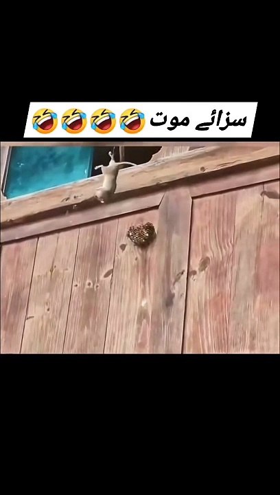 RAT IN TROUBLE , COMMEDY , WORLD COMMEDY , RATS PLAYING WITH HONEY BEES