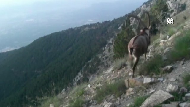 Denizli'de yaban hayvanları fotokapanla görüntülendi