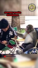 Cute Animal Dubbing for Nonstop Laughter 🐾