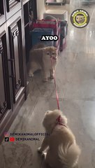 Dubbing Animal Lucu