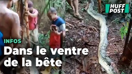 Une femme indonésienne retrouvée dans l’estomac d’un python au lendemain de sa disparition