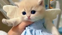 Cutie Cat 