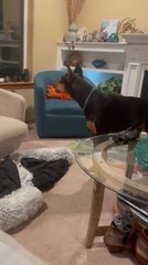 Doberman Throws Tantrum After Knocking Her Bed Off Her Chair