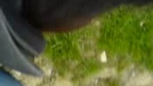 LAURANA 287