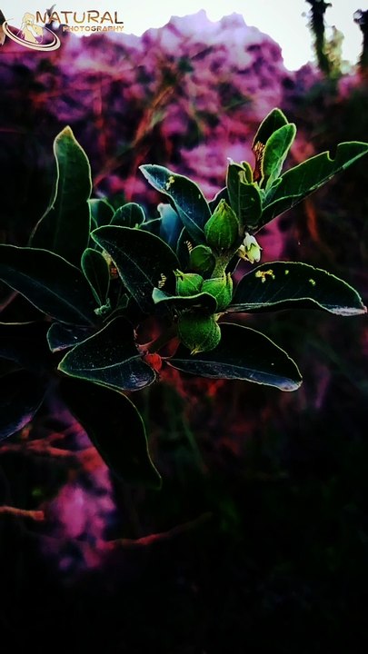 Beautiful plants Natural video