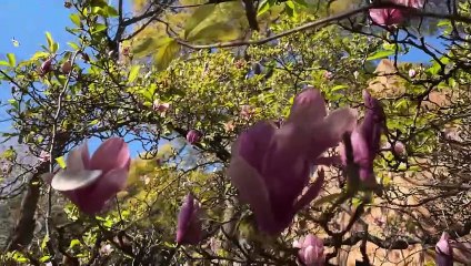 Living in Mahatma Gandhi's House in South Africa!