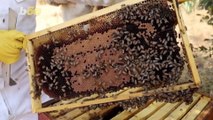 South African Beekeeper Empowers & Educates Women On Insect's Vital Role