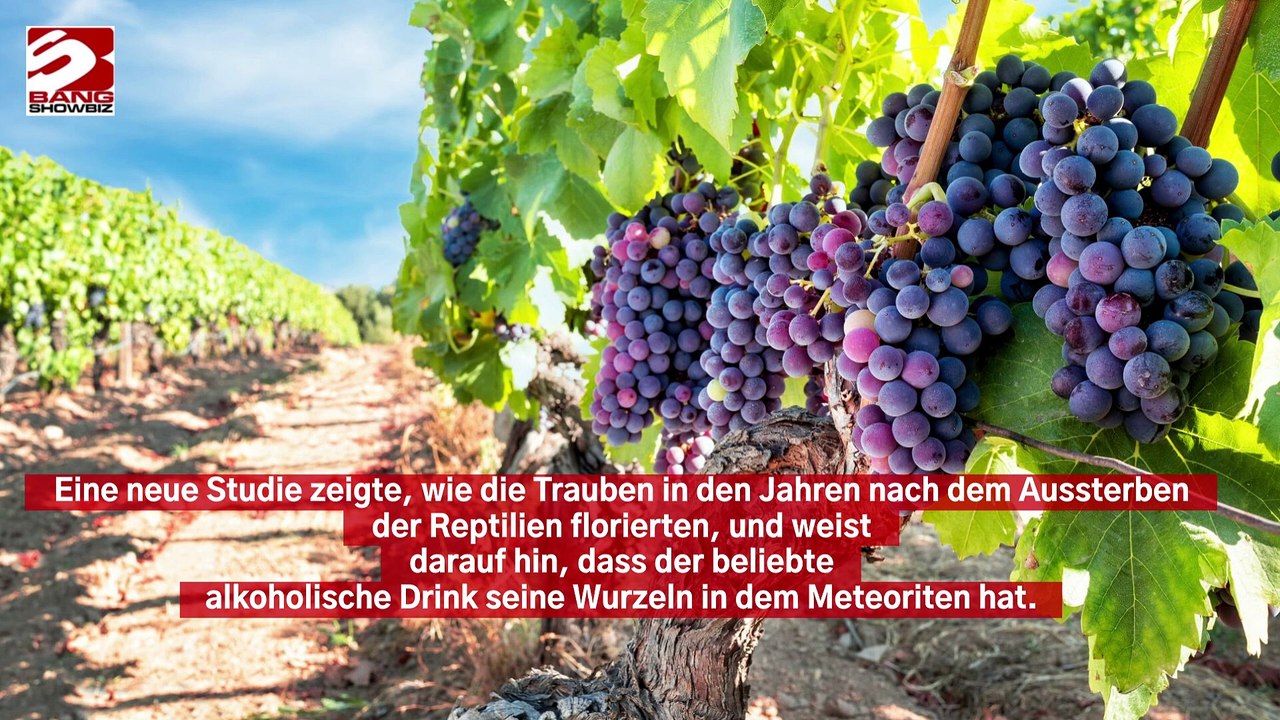 Wein stammt von dem Asteroiden, der die Dinosaurier auslöschte