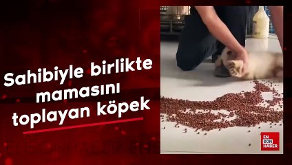 Sahibiyle birlikte mama toplayan köpek