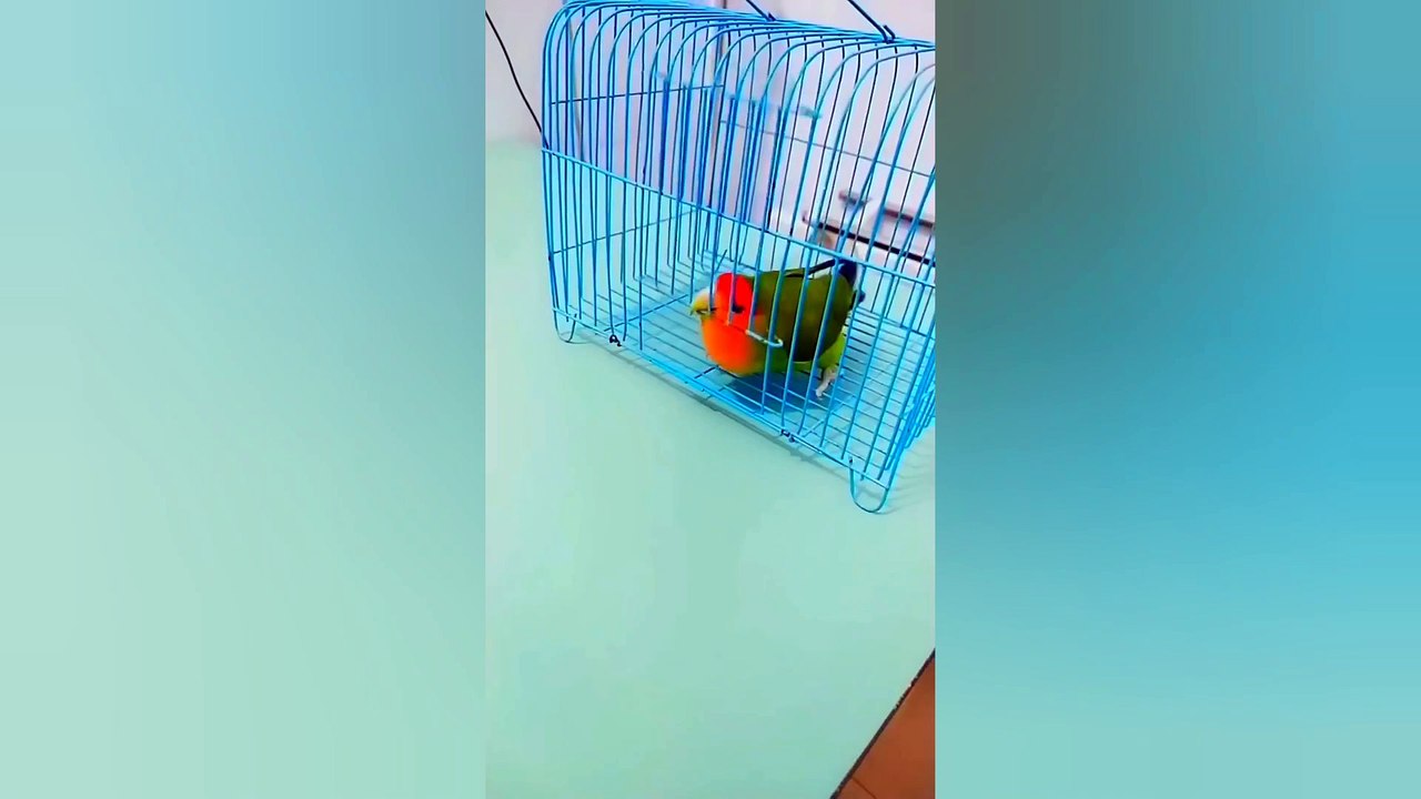 Parrot  fun
