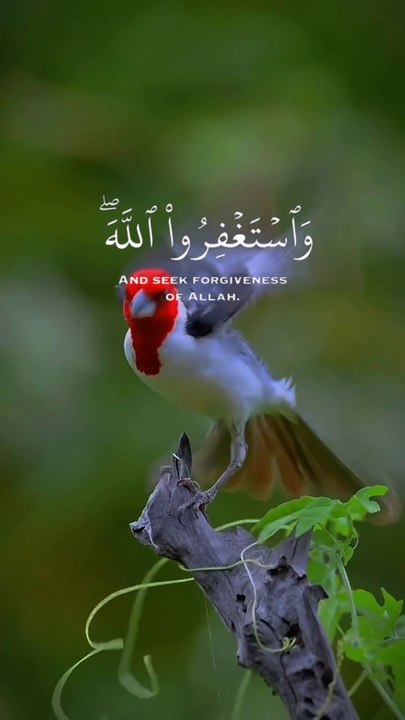 Beautyfull bird and tha Hollyquran vedio
