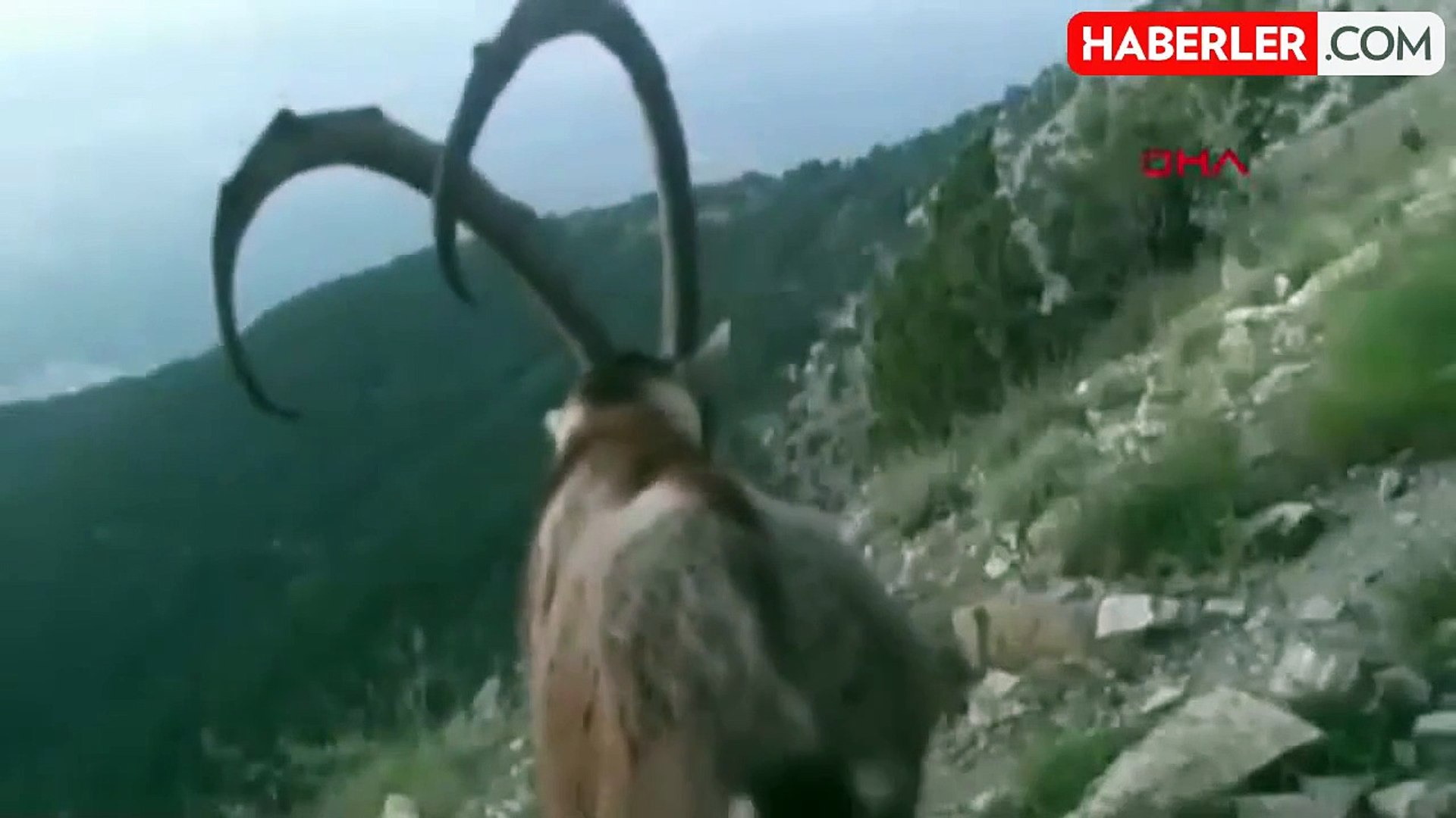 Denizli'de Ormanlarda Yaban Hayvanları Görüntülendi