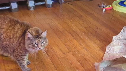 Cat Runs Away as Her Owner Watches Her Doing Crab Dance