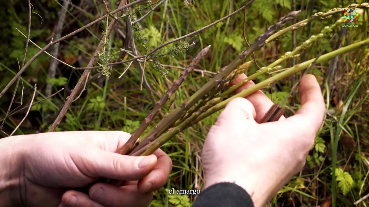 'El sexto sabor': el vídeo que saca el 'umami' de Los Pedroches