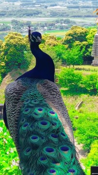 waqa#farmlife #dogtok #farm #bird #lola #dogsofttiktok #cutie #arrested #rabbit #hamster #protection #doglovers #furbaby #labrador #dachshund #adoptdontshop #cow #malinois #kingcharles #bordercollie #farmer #homestead #chickens #pigeon #catmem