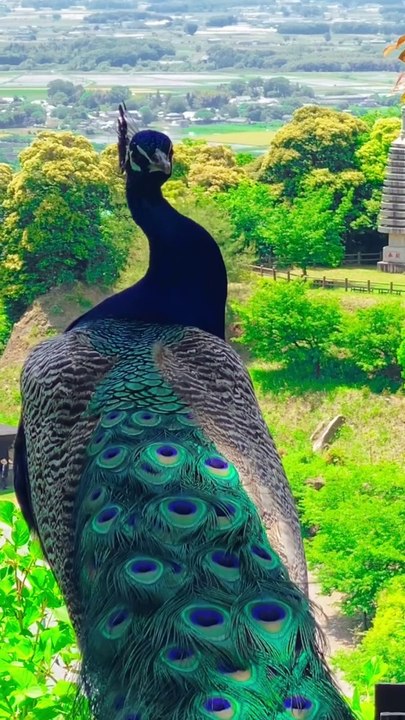 waqa#farmlife #dogtok #farm #bird #lola #dogsofttiktok #cutie #arrested #rabbit #hamster #protection #doglovers #furbaby #labrador #dachshund #adoptdontshop #cow #malinois #kingcharles #bordercollie #farmer #homestead #chickens #pigeon #catmem