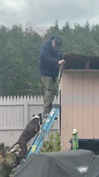 American Staffordshire Terrier Climbs Ladder to Join Her Owner's Dad