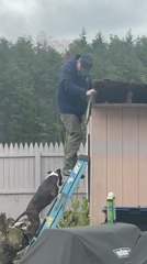 American Staffordshire Terrier Climbs Ladder to Join Her Owner's Dad