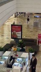 Perrito ‘Mechero’ se roba peluche y causa sensación en redes